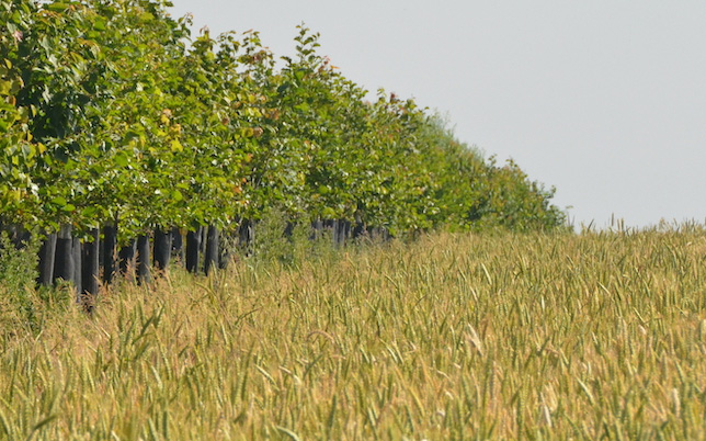 agroforesterie