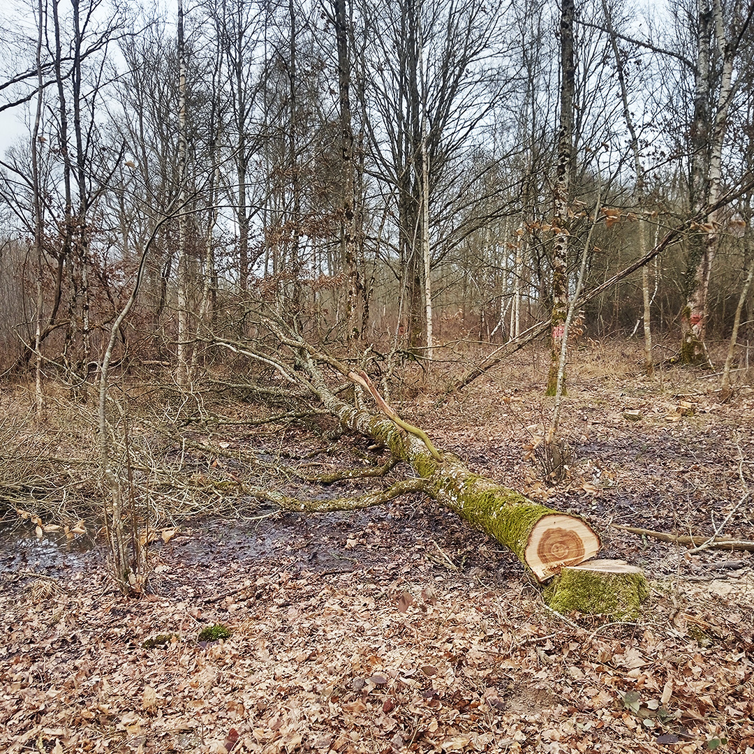 Abattage d'arbre