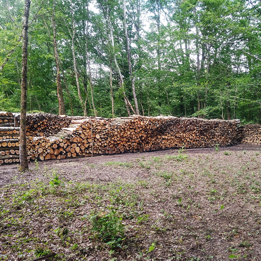 Pile de bois dépôt forêt